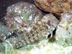 Parablennius gattorugine (Gestreifter Schleimfisch)